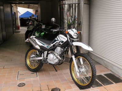 serow250.JPG