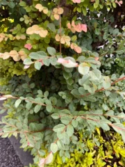 Thumbnail of post image 049