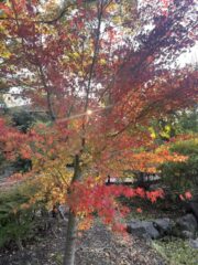 Thumbnail of new posts 188