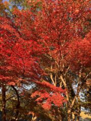 Thumbnail of post image 105