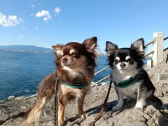 Thumbnail of new posts 169