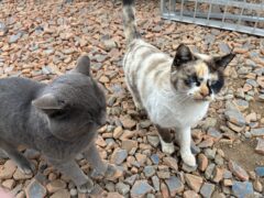 Thumbnail of new posts 129