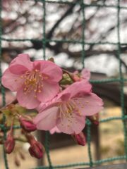 Thumbnail of post image 136