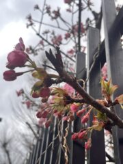 Thumbnail of new posts 127