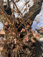 Thumbnail of new posts 185